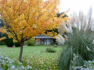 Our Cherry Tree in Autumn