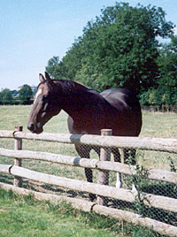 Country life at Crimscote Holiday Cottages